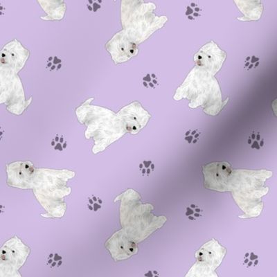 Tiny West Highland White Terrier - purple