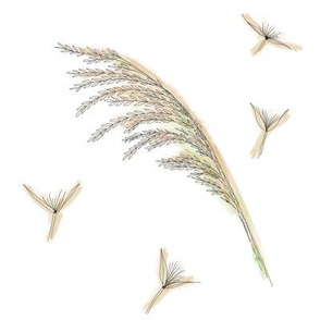 reed grass