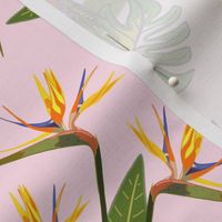 Tropical Paradise Butterflies - baby pink, medium