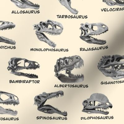 Carnivore Dinosaur Skulls with names, Parchment