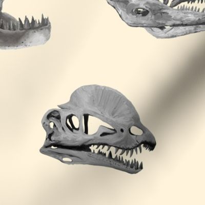 Jumbo Carnivore Dino Skulls