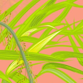 Broad leaved bristle grass in salmon pink. 