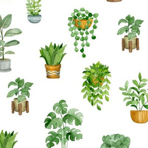 House plants. Watercolor
