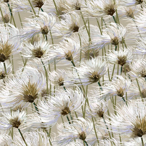 Cotton Grass Dream | Cream