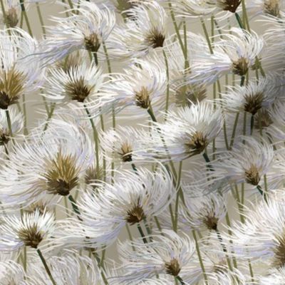 Cotton Grass Dream | Small | Cream