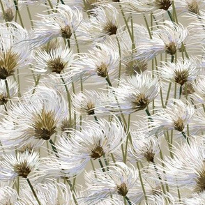 Cotton Grass Dream | Small | Cream