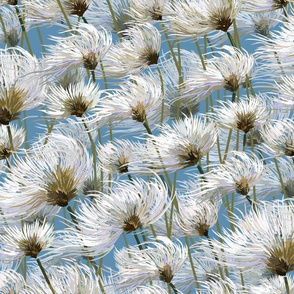 Cotton Grass Dream | Warm Blue