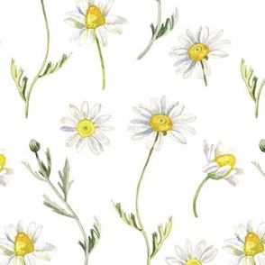 White Camomile Flowers