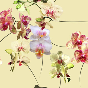 Orchids-01