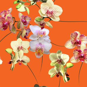 OrchidsOrange-01