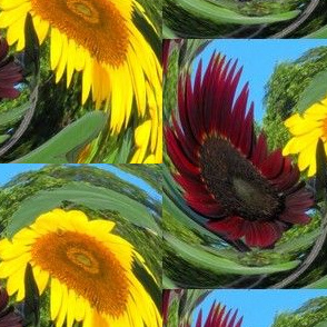 Dizzy Sunflowers