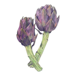 Purple Artichokes