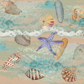 Seashells collector’s dream