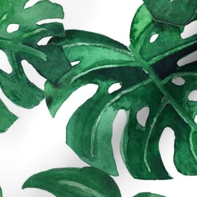 watercolor monstera leaves white