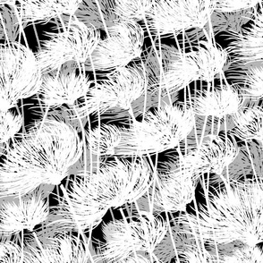 Cotton Grass Dream | Monochrome | Black + White
