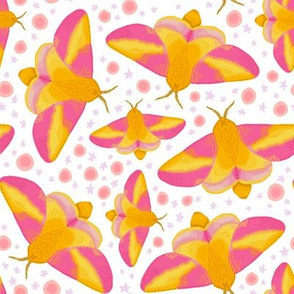 Rosy Maple Moth with Stars on White