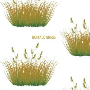 Buffalo Grass