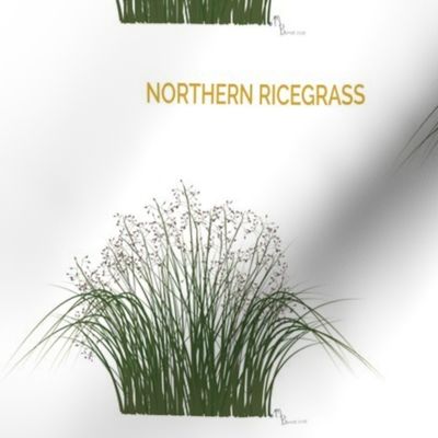 Northern Ricegrass