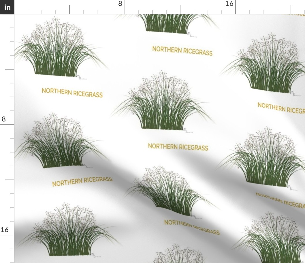 Northern Ricegrass