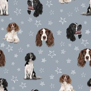 The Springer Spaniel Grey