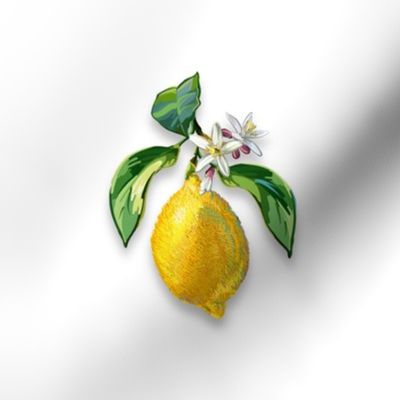 6” Embroidery Pix - Lemon | White