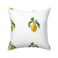 6” Embroidery Pix - Lemon | White
