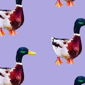 Painted duck print - lilac (medium)