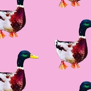 Painted duck print - pink (medium)