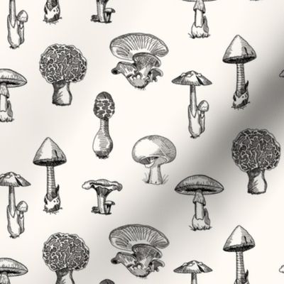 Wild Mushrooms on Cream