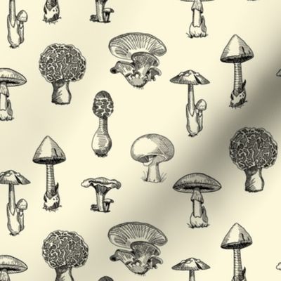 Wild Mushrooms on Parchment