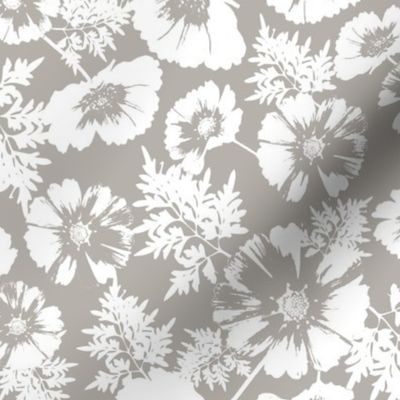 White Cosmos Flower on French Gray