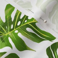 Monstera leaves on white