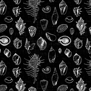 Sketched Shells on Textured Black - large scale