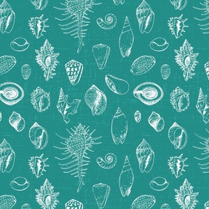 Sketched Shells on Textured Teal- large scale