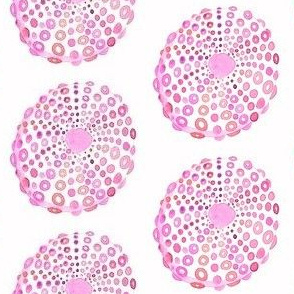 sea urchin shells pink 