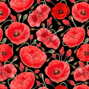 Poppies on Black Background 