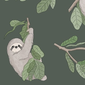 Tropical Sloth