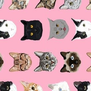 cat faces cute cats sweet kittens kitty cute c at fabrics