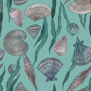 Delicate Seashells