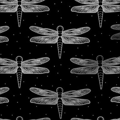 Small Black and White Dragonfly Dragonflies Detailed Delicate Wings