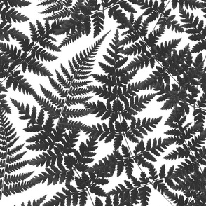 Dark Gray Fern on White background