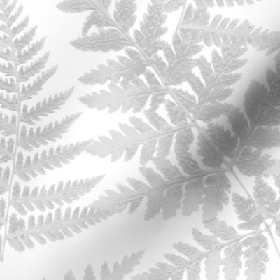 neutral soft gray fern on white background, shades of grey floral M