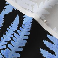 Soft Blue Fern on Black background