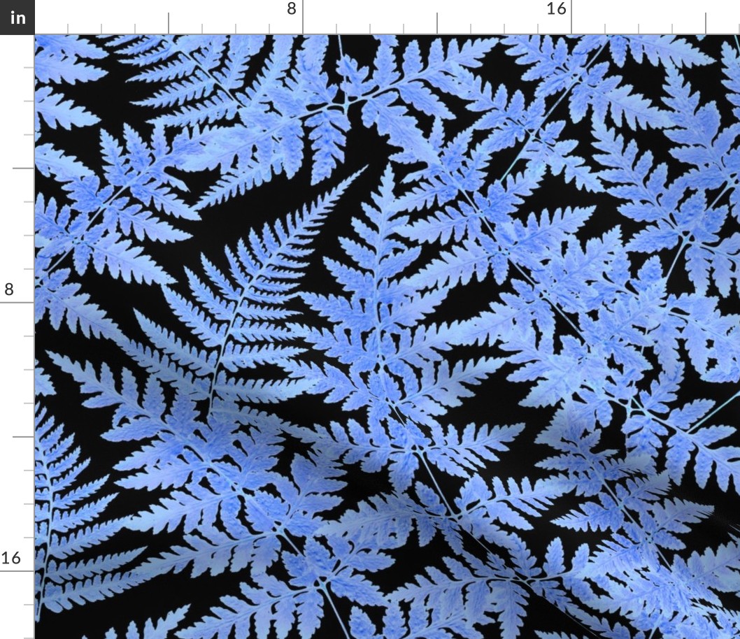 Soft Blue Fern on Black background