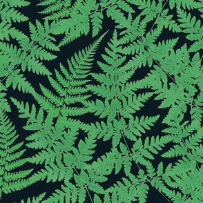 Forest Emerald Green Fern on a dark background