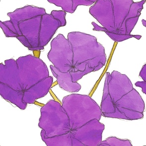 California Poppies - Purple