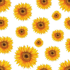 Thanksgiving Sunflowers Isolated on White
