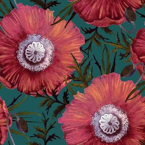 Large dark pink poppy flowers  on a dark turquoise background