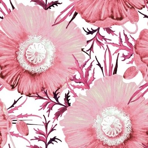 Large light pink poppy flowers on a white background