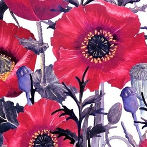 Poppy field, big red flowers on white background